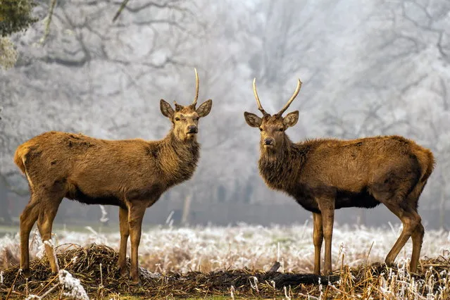 Two young deer seem to look bashfully at the camera after a playfight in Bushy Park, London early February 2023. (Photo by Lesley Marshall/South West News Service)