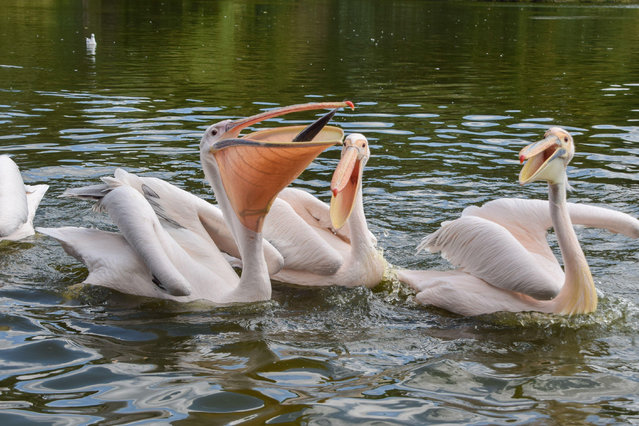 A pelican catches a fish in the lake in St James’s Park, London, UK in the first decade of August 2025. Six great white pelicans live in the park and are fed daily by park staff. (Photo by Vuk Valcic/Zuma Press, Inc/Alamy Live News)