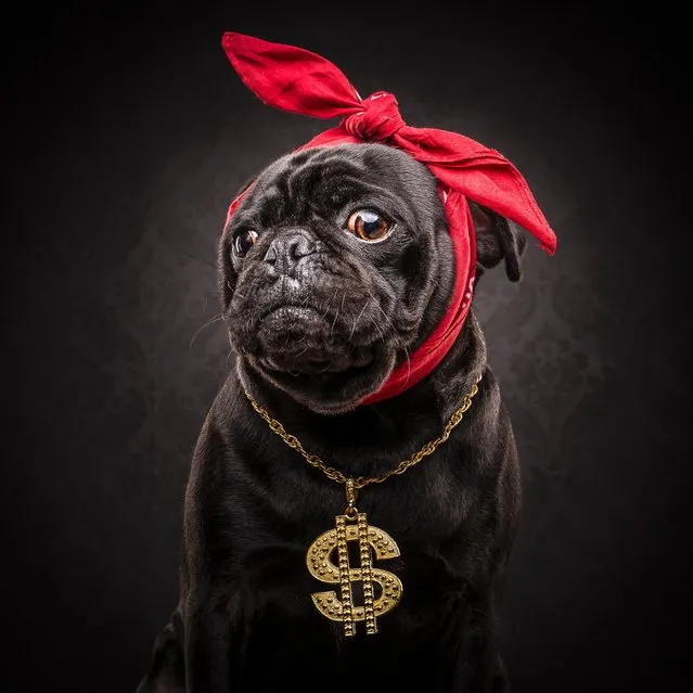 Pictured is Dollar Pug. (Photo by Caters News Agency/Dog Photographers)