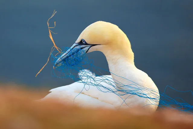 Northern gannet with discarded netting in its beak, Heligoland, Germany. (Photo by Petr Bambousek/BPOTY/Cover Images/The Guardian)