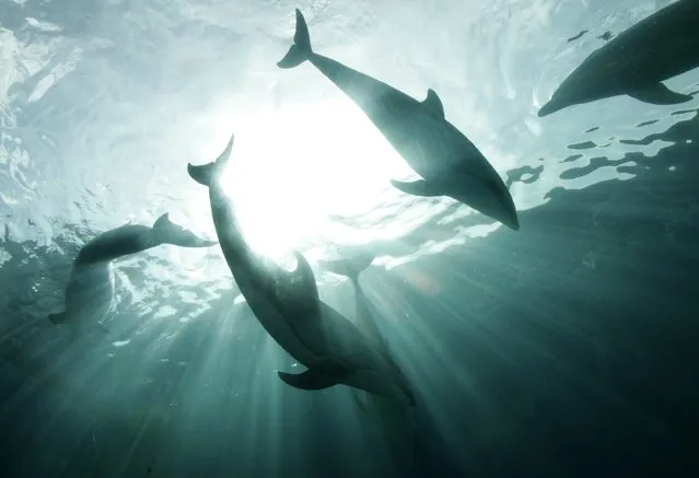 Dolphins swim at an aquarium of Yokohama Hakkeijima Sea Paradise, south of Tokyo, Japan March 20, 2007. (Photo by Kim Kyung-Hoon/Reuters)