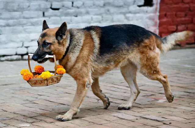 A police dog holds a flower basket to formally begin dog worship day at Nepal's Central Police Dog Training School as part of the Diwali festival, also known as Tihar Festival, in Kathmandu, Nepal, 10 November 2015. (Photo by Narendra Shrestha/EPA)