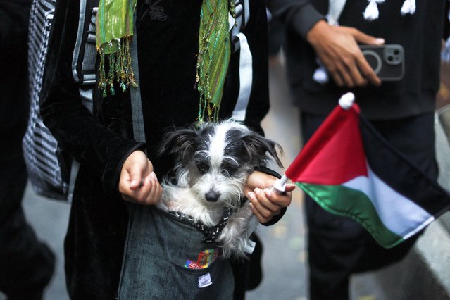 A demonstrator holds a dog and a Palestinian flag during a pro-Palestinian protest after Israeli forces intercepted the vessels of the Global Sumud Flotilla aiming to reach Gaza and break Israel's naval blockade, on the day of the two-year anniversary of the deadly October 7, 2023 attack on Israel by Hamas from Gaza, in Mexico City, Mexico on October 7, 2025. (Photo by Raquel Cunha/Reuters)