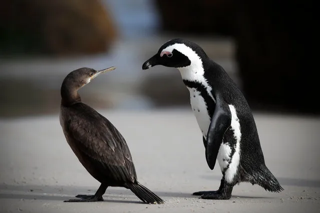 An African penguin (R) interacts with a Cape Cormorant (L) on Boulders Beach in Cape Town, South Africa 20 April 2018. The Western Cape Local Government and the South African Environmental Affairs Department says it has recorded 18 abnormal penguin deaths with four of these cases confirmed as avian influenza through testing since late January at Boulders Beach. The African Penguin is listed as endangered on the International Union for Conservation of Nature (IUCN) Red List with the numbers steadily declining in the last 100 years. The Boulders population is numbered at 1,700. Officials have warned the public to refrain from handling any species of dead birds in their gardens and the beaches. (Photo by Nic Bothma/EPA/EFE)