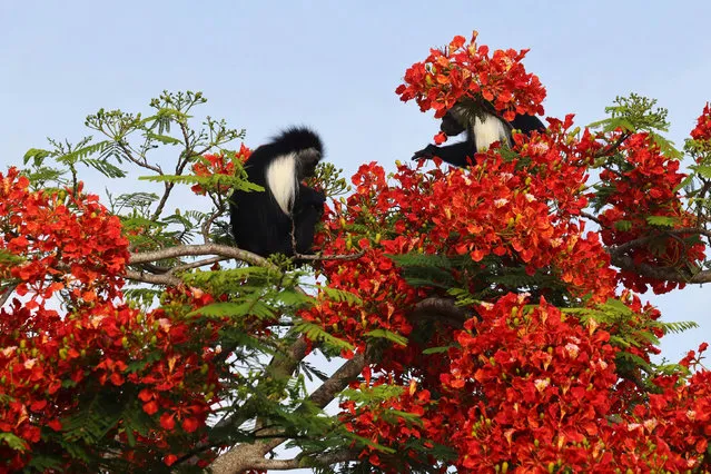 Colobus monkeys eat the flowers of a flamboyant tree, also known as Royal Poinciana, in Diani Beach, Kenya, December 12, 2020. (Photo by Baz Ratner/Reuters)