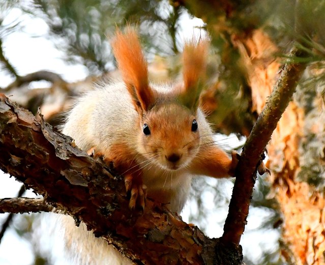 Red squirrels are gnawing on pine cones, and collecting pine seeds as they get ready preparing for hibernation during the winter season, which last long and harsh in Sarikamis district of Kars, Turkiye on November 6, 2025. (Photo by Huseyin Demirci/Anadolu via Getty Images)