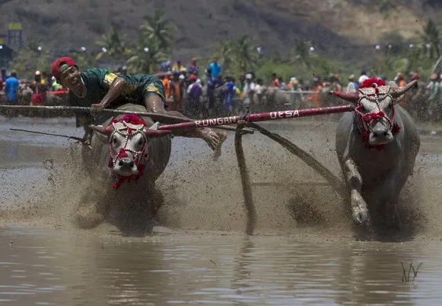 A jockey tries to control his water buffalo during a traditional Barapan Kebo or buffalo races,  in Taliwang, on the island of Sumbawa, West Nusa Tenggara, Indonesia November 22, 2015. (Photo by Sigit Pamungkas/Reuters)