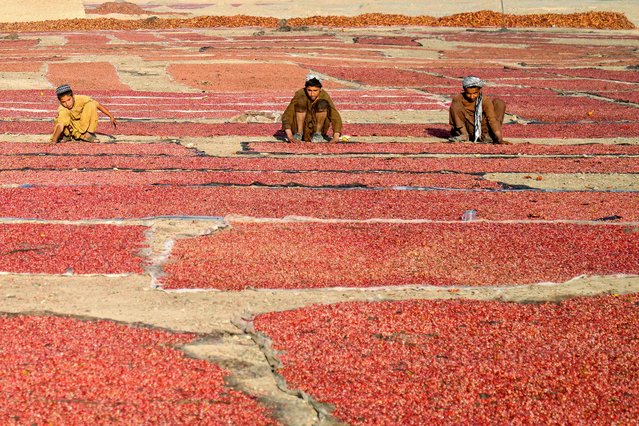 Afghan boys lay pomegranate seeds to sun-dry at the Arghandab district in Kandahar province on September 22, 2025. (Photo by Sanaullah Seiam/AFP Photo)