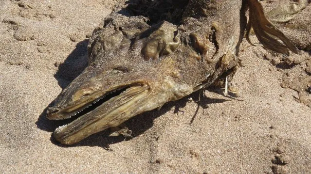 A mysterious sea creature with some frighteningly sharp teeth washed up on a beach in England last week, where David Mackland snapped these photos. A Grind TV story reports that Mackland estimated the creature to be about 4-5 feet in length. (Photo by David Mackland/OurCarnoustie)