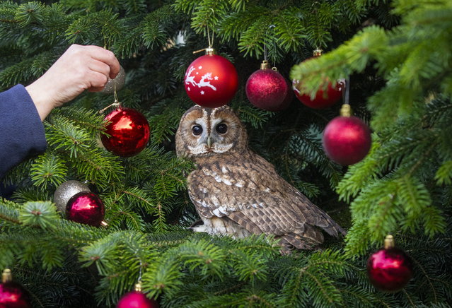 Tony the ten-year-old tawny owl tucks himself on December 8, 2025 into a Christmas tree at the Scottish Owl Centre, West Lothian, where he was hatched and raised. (Photo by Katielee Arrowsmith/South West News Service)