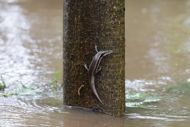 A skink clings to a tree on March 3, 2022 as flood waters from the Hawkesbury River rise over the Windsor Bridge in north-west Sydney. (Photo by Blake Sharp-Wiggins/The Guardian)