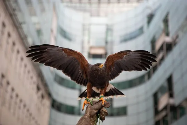A Harris's hawk named Lightning is held by Matt from pest control firm City Hawks in front of the BBC's New Broadcasting House, London on January 15, 2021. (Photo by Aaron Chown/PA Images via Getty Images)
