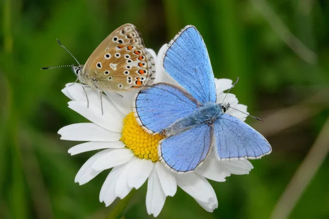 An Adonis blue butterfly pair on an oxeye daisy in the Cotswolds, England. (Photo by Martin Fowler/Alamy Stock Photo)