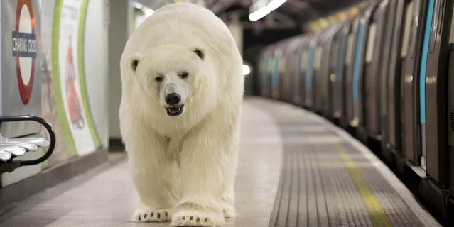 An animatronic polar bear visits the London Underground on January 23, 2015, to mark the launch of Fortitude, Sky Atlantic&Otilde's new drama starring Stanley Tucci, Michael Gambon and Christopher Ecclestone, which premieres on Thursday 29th January at 9pm.  (Photo by David Parry/PA Wire)