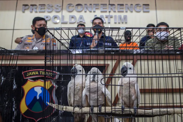 Cockatoos under the custody of Indonesian nature conservation agency officials are seen during a press conference in Surabaya on February 17, 2021, after police arrested two suspected animal smugglers and seized various animals including birds of prey, fifteen cockatoo parrots and eight langurs. (Photo by Juni Kriswanto/AFP Photo)