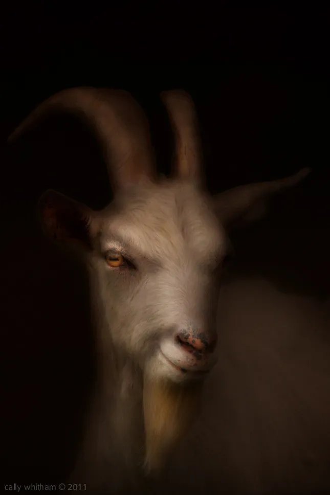 Old-Style Photographic Works by Cally Whitham Part2