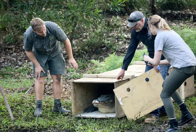 A handout photo taken and received on March 30, 2021 from the Australian Reptile Park, located in Somersby some 80 kilometres north of Sydney, shows one of ten recently-arrived alligators being released into their new enclosure, bringing the total of American alligators in the park to 55, the largest population living in Australia. (Photo by Handout/The Australian Reptile Park/AFP Photo)