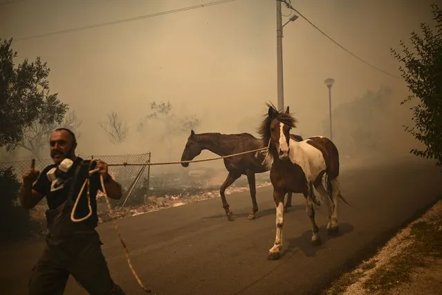 A man evacuates horses during a wildfire in Chasia in the outskirts of Athens on August 22, 2023. Greece's fire brigade on August 22, 2023 ordered the evacuation of a district on Athens' northwestern flank as firefighters battled a steadily growing wave of wildfires around the country, the second in a month. Tens of thousands of people have been urged to leave the district of Ano Liosia, while at the neighbouring community of Fyli an AFP journalist saw homes on fire. (Photo by Angelos Tzortzinis/AFP Photo)