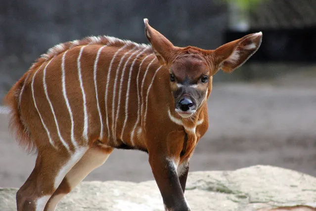 An undated handout picture made available by the Taronga Conservation Society Australia on 20 February 2015 shows a rare newborn antelope at Taronga Zoo, Sydney, Australia. The calf, an Eastern Bongo, was born on 08 February 2015 to mother Djembe and father, Ekundu. (Photo by EPA/Taronga Zoo)