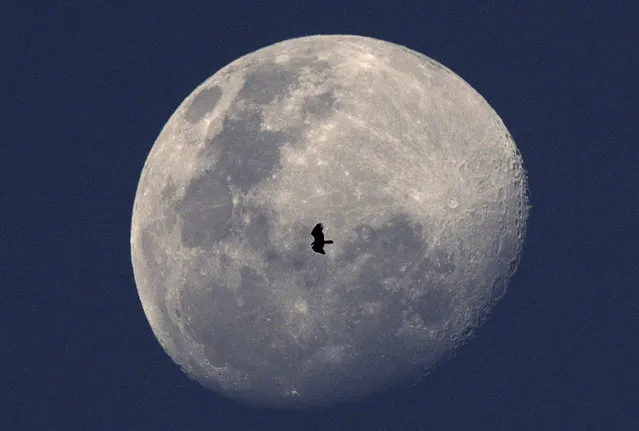A Turkey vulture is backdropped against the Waxing gibbous moon in Panama City on March 25, 2021. (Photo by Luis Acosta/AFP Photo)
