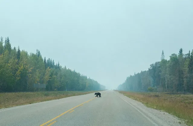 A black bear walks across a road near the community of Enterprise, following wildfires across the Northwest Territories, Canada August 17, 2023. REUTERS/Pat Kane     TPX IMAGES OF THE DAY     