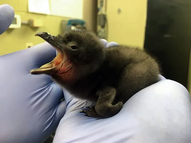 This photo provided January 12, 2016 by the Cincinnati Zoo in Ohio shows a baby penguin born January 8. The penguin was named Bowie in honor of the 69th birthday of the late British musician David Bowie. (Photo by AFP Photo/Cincinnati Zoo)