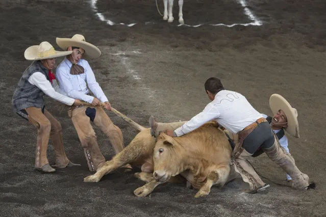 In this February 28, 2015 photo, teammates struggle to lift a bull off the trapped leg of a charro, during the bull riding event at a charreada in Mexico City. National Charros Association President Manuel Basurto Rojas said: “We in charreria are taking things into our own hands. We have codes, we have rules, for how to treat the animals. On the other hand, there is a lot of danger involved for the men doing these tricks”. (Photo by Rebecca Blackwell/AP Photo)