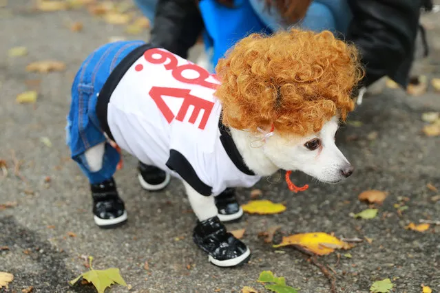 A dog dressed as Napoleon Dynamite participates in the 28th Annual Tompkins Square Halloween Dog Parade at East River Park Amphitheater in New York on October 28, 2018. (Photo by Gordon Donovan/Yahoo News)