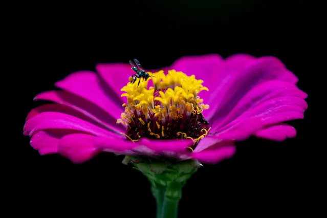 A Trigona sucks nectar of a flower at Rimba Raya bee farm on May 20, 2021 in Lawang, Java, Indonesia. Honey demand in Indonesia has significantly increased, as people buy more of it for its perceived benefits for health. Proponents say it has numerous benefits, such as for the immune system. Bees, aside from producing honey, also play a key part in the pollination of flowering plants, spreading pollen as they flit from plant to plant in search of nectar. (Photo by Robertus Pudyanto/Getty Images)