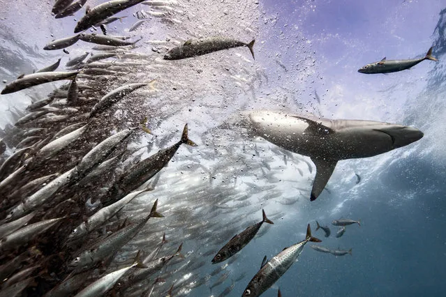 A shark swims above a school of sardines as they make their way across the ocean to their mating grounds. South Africa’s sardine run occurs annually from May to July when billions of sardines move northwards along the east coast of South Africa to their spawning grounds. This movement is one of the largest on the planet and attracts many predators including many species of sharks, whales and birds that follow the run to feed on the sardines. (Photo by David Robinson/Caters News Agency)