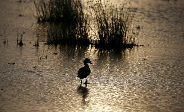 A White-faced Whistling-Duck is seen in Amboseli National park, Kenya, February 11, 2016. (Photo by Goran Tomasevic/Reuters)