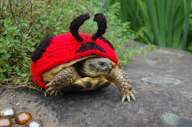 Tortoise Art by Katie Bradley: a tortoise lover has created new shell suits for her pets. (Photo by Solent News & Photo Agency)