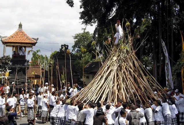 A Balinese Hindu climbs on top of a pyramid made of wooden sticks during the Mekotek festival which takes place on the holy day of Kuningan to celebrate the victory of Dharma in the village of Munggu on the Indonesian resort island of Bali, February 20, 2016. (Photo by Roni Bintang/Reuters)