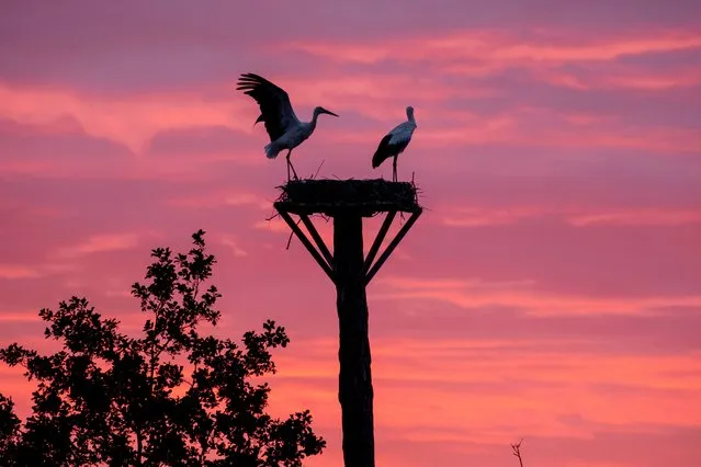 Storks stand in their nest as the sky is coloured red before sunrise in Wehrheim near Frankfurt, Germany, Thursday, September 21, 2023. (Photo by Michael Probst/AP Photo)
