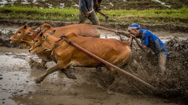 Jockey controls cows during race, on March 12, 2016 in Padang, West Sumatra, Indonesia. (Photo by Teh Han Lin/Barcroft Images)