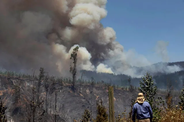 A villager watches a forest fire in the town of Florida in the Biobio region, south of Chile January 23, 2017. (Photo by Cristobal Hernandez/Reuters)