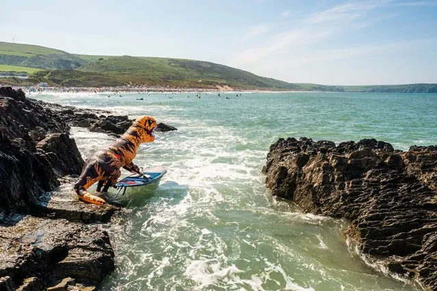 Prankster John Hiscock donned the inflatable costume and went paddle boarding to the delight of crowds at Woolacombe Beach, Devon, a county in southwest England on June 2, 2021. By the way, dino experts think T-Rex struggled to swim due to its short arms but did paddle across rivers. (Photo by South West News Service)