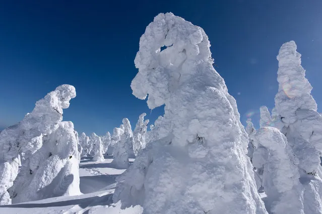 Snow-covered trees, known as “snow monsters” or “Juhyo” in Japanese, are seen on Mount Zao on February 13, 2024 in Yamagata, Japan. The area is one of the few places globally where the right combination of snow, strong winds, and low temperatures traps trees in layers of snow and ice, forming the unique shapes of snow-covered trees. Researchers reported last year that the distribution range of the “snow monsters” is shrinking due to global warming. (Photo by Tomohiro Ohsumi/Getty Images)