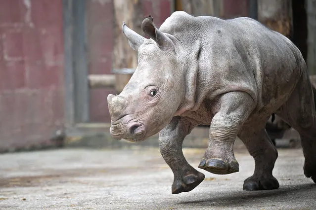 Three month-old Southern white rhinoceros calf, Lucie, runs in her enclosure, at the Cerza zoo, in Lisieux, northwestern France, on February 6, 2024. The Southern White Rhinoceros (Ceratotherium simum simum), one of two  White Rhinoceros subspecies along with the Northern White Rhinoceros, qualifies as a Near-Threatened species. (Photo by Lou Benoist/AFP Photo)