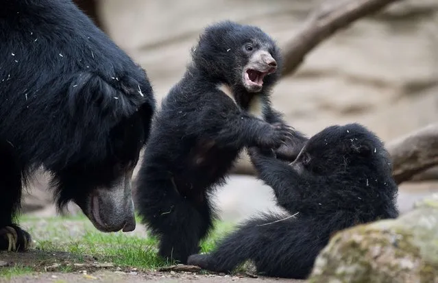 Two young sloth bears play with their mother Lina on May 5, 2015 at the zoo in Leipzig, eastern Germany. (Photo by Lukas Schulze/AFP Photo/DPA)