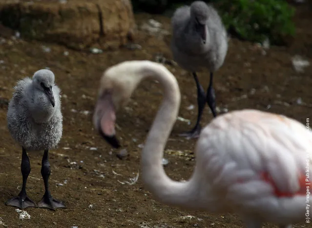 Baby Flamingoes