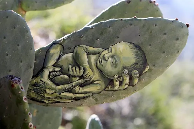 A drawing painted by Palestinian artist Ahmad Yasin is seen on a cactus fruits tree at Yasin's house garden in the West Bank village of Aseera Ashmaliya near Nablus March 31, 2016. (Photo by Abed Omar Qusini/Reuters)