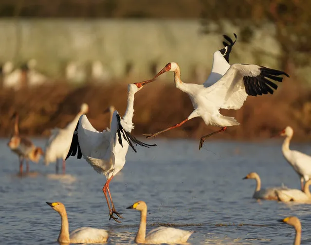 White cranes are seen at the Wuxing white crane conservation area by the Poyang Lake in Nanchang, east China's Jiangxi Province, November 30, 2021. Numerous migratory birds including white cranes and swans have arrived in the wetland by the Poyang Lake, taking it as their winter habitat. (Photo by Xinhua News Agency/Rex Features/Shutterstock)