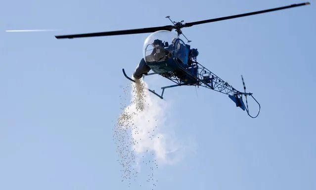 A helicopter drops marshmallows during the 39th Wayne County Parks Marshmallow Drop at Nankin Mills in Westland on Friday, March 29, 2024. (Photo by Eric Seals/Detroit Free Press)