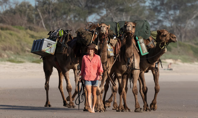 Sophie Matterson and her camels takes their first steps onto the beach at Byron Bay on December 10, 2021 in Byron Bay, Australia. 33-year-old Sophie Matterson today completed a 5,000km journey – walking with five camels coast to coast from Australia's western-most point in Shark Bay, Western Australia, to its eastern-most point in Byron Bay, New South Wales. Sophie left her life in Brisbane working in film and television to embark on the trek in March 2020. Shortly after setting off on her journey, state border closures and travel restrictions due to COVID-19 meant Sophie crossed the heart of Australia in almost total isolation. (Photo by Brook Mitchell/Getty Images)