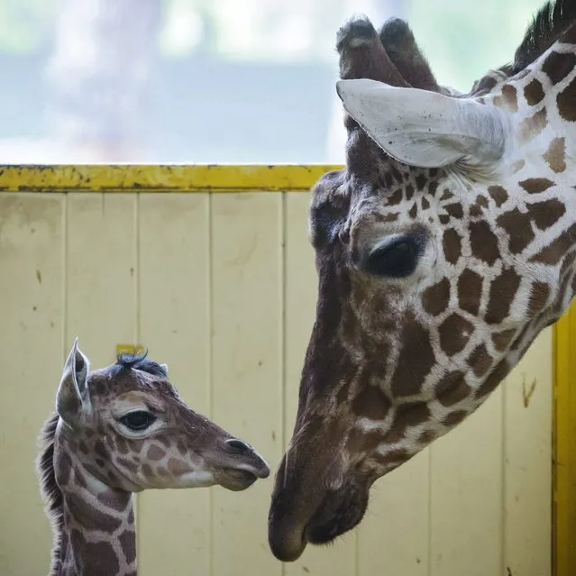 A newborn reticulated giraffe baby is seen with its mother in their enclosure in the Debrecen Zoological and Botanical Garden in Debrecen, Hungary, 11 April 2016. The baby is the very first of its kind since the foundation of the Debrecen Zoo. (Photo by Szolt Czegledi/EPA)