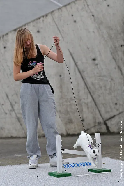 A rabbit jumps over a hurdle at an obstacle course during the first European rabbit hopping championships