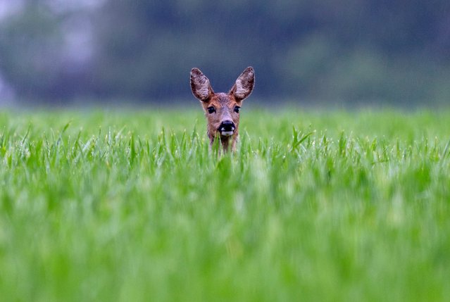 A deer stands in the deep grass in Wehrheim near Frankfurt, Germany, early Tuesday, May 7, 2024. (Photo by Michael Probst/AP Photo)