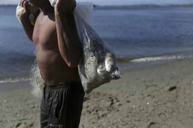 Adriel Oliveira, 35, who works on civil construction and has fished on Guanabara Bay for 16 years, carries a bag of fish in Rio de Janeiro Brazil, January 6, 2016. Few features capture the beauty, or the problems, of one of the world's most dramatic urban landscapes like Guanabara Bay - the finger-like inlet that forms the shoreline and harbor for Rio de Janeiro. The bay, which carves into southeast Brazil from the Atlantic Ocean, literally gave Rio its name when Portuguese mariners mistook it for a “rio”, or “river”. Four centuries later, the bay is preparing to welcome another sort of seafarer – Olympic sailors, who will navigate the bay when the 2016 Rio Olympics kick off in August. (Photo by Ricardo Moraes/Reuters)