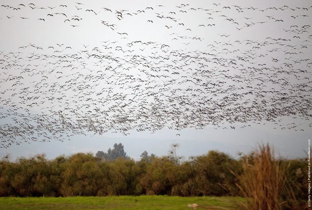 Migratory Birds Fly Over Lake Hula In Israel
